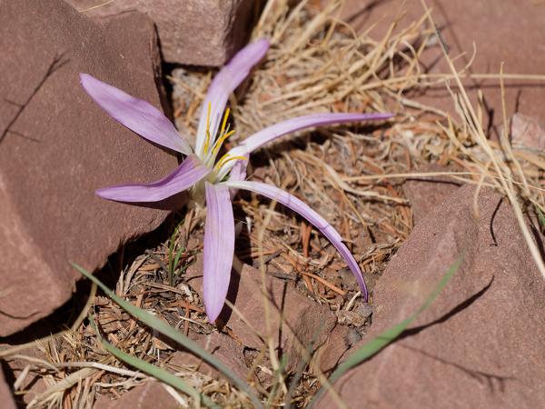<h3><a href="/trips/marokko/biota/plantae/tracheophyta/liliopsida/liliales/colchicaceae/colchicum montanum/colchicum montanum-nl.html">Colchicum&nbsp;montanum</a> /  / </h3>OM-1 Mark II met OLYMPUS M.150-400mm F4.5, 1/2000 sec  bij F4.5, ISO 200, afstand 2.34&nbsp;m